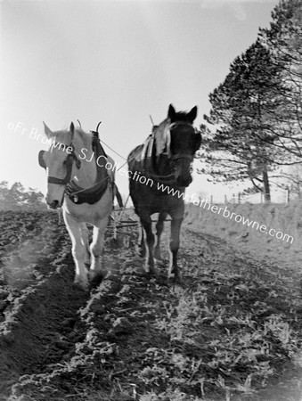 PLOUGH HORSES